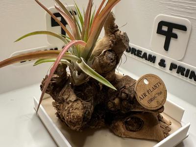 Base Bonsai