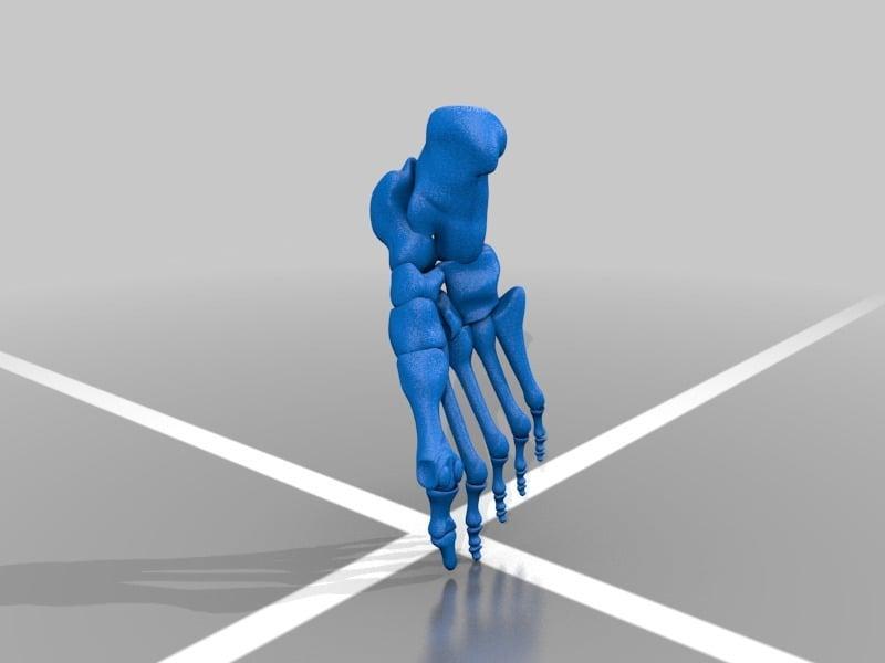 Anatomic Human Foot & Lower Extremity Version 2.0