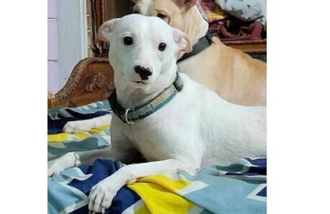 dog , Chihuahua Dog breed