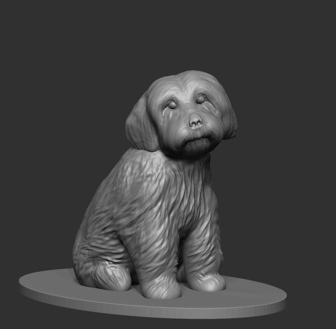 Toy Poodle Dog , Dog