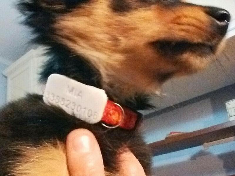 Targhetta per cane personalizzabile "Plate for dogs"