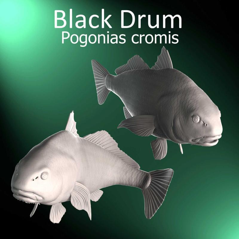 Black Drum - Pogonias cromis Ocean Fish