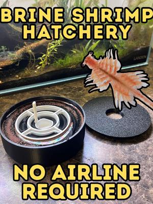 Brine shrimp hatchery dish