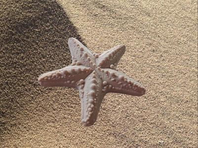 Starfish Decoration Maritime Scalable