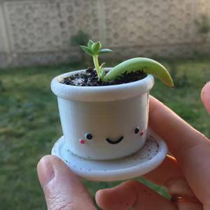 more cute pot succulent planter