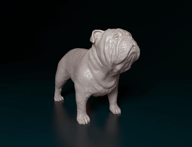 Bulldog