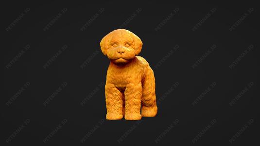 Bichon Frise Dog 3D Print Model Pose 02