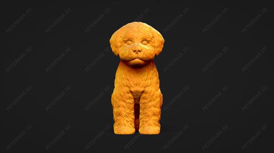 Bichon Frise Dog 3D Print Model Pose 04