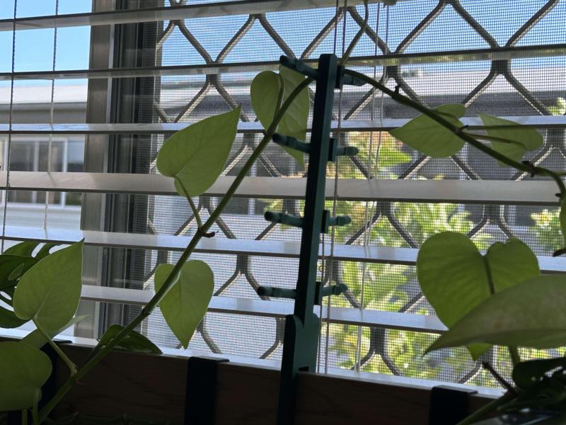 Indoor Plant Trellis