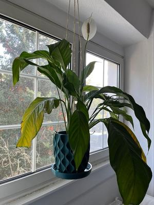 Flowerpot with integrated underpan