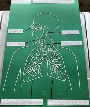 Tactile image: respiratory system
