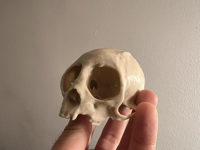 Squirrel Monkey Skull