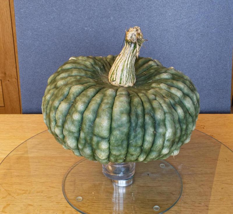 Mon beau potiron - My superb pumpkin