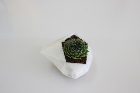 FLOWER POT