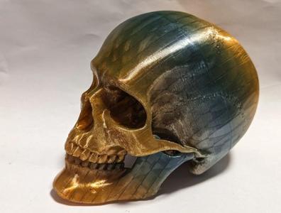 Articulated Skull