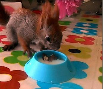 squirrel's plate