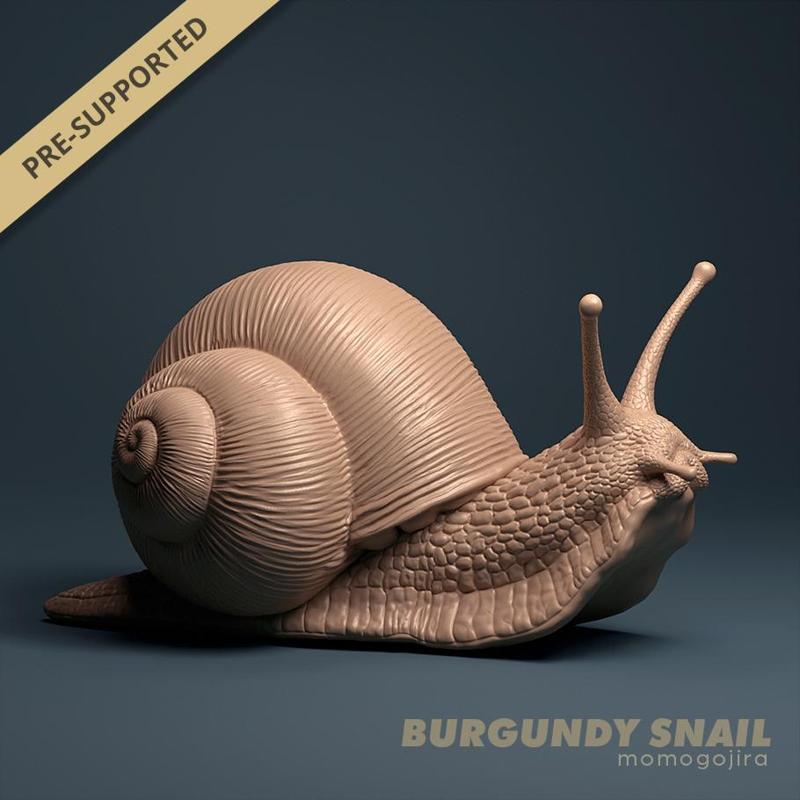 Burgundy Snail (Helix pomatia) 1:1 Life sized