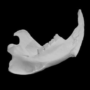 Beaver Mandible (Left) (VCU_3D_1652)