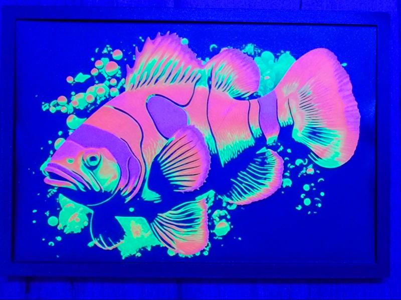 Neon Clownflish (Flourescent)