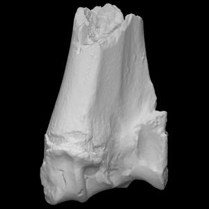 Butchered Cow Right Radius