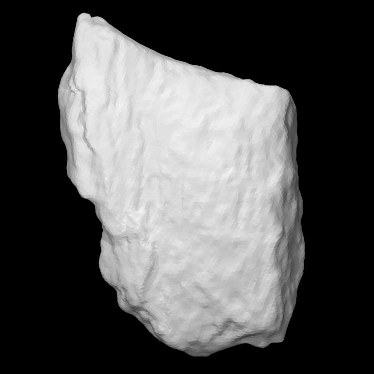 Cervus Elaphus Indet Antler