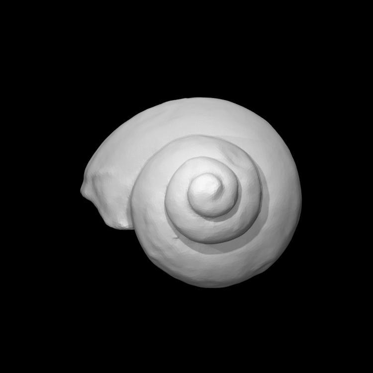 Pleurotomaria thomsoni Tate