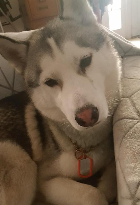 Dog Tag Cover