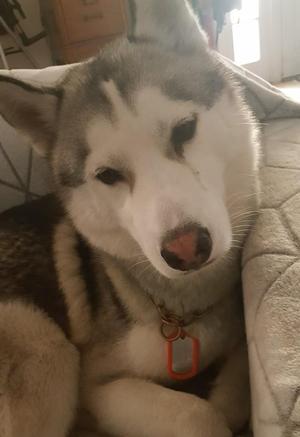 Dog Tag Cover