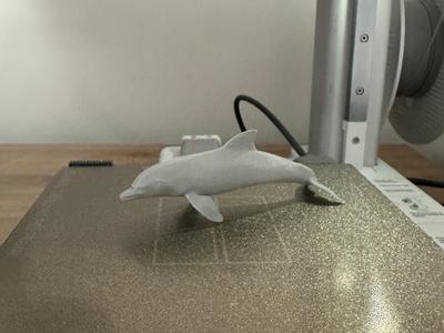Dolphin