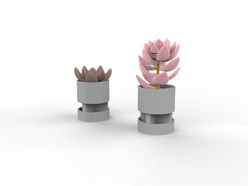 MInimalist Vase - cactus suculent (2 types)