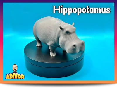Hippopotamus