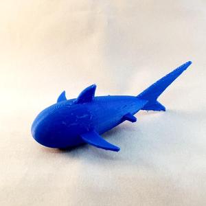 Shark by Matt