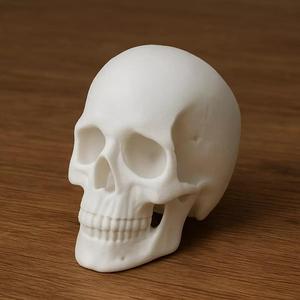 Skull Anatomy