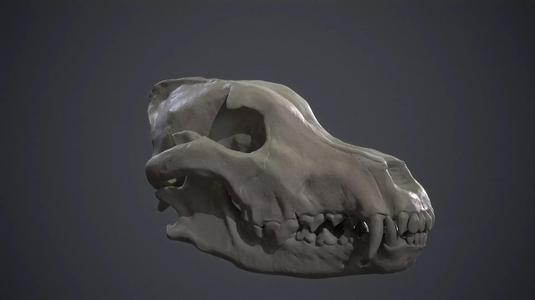 Siberian Grey Wolf Skull