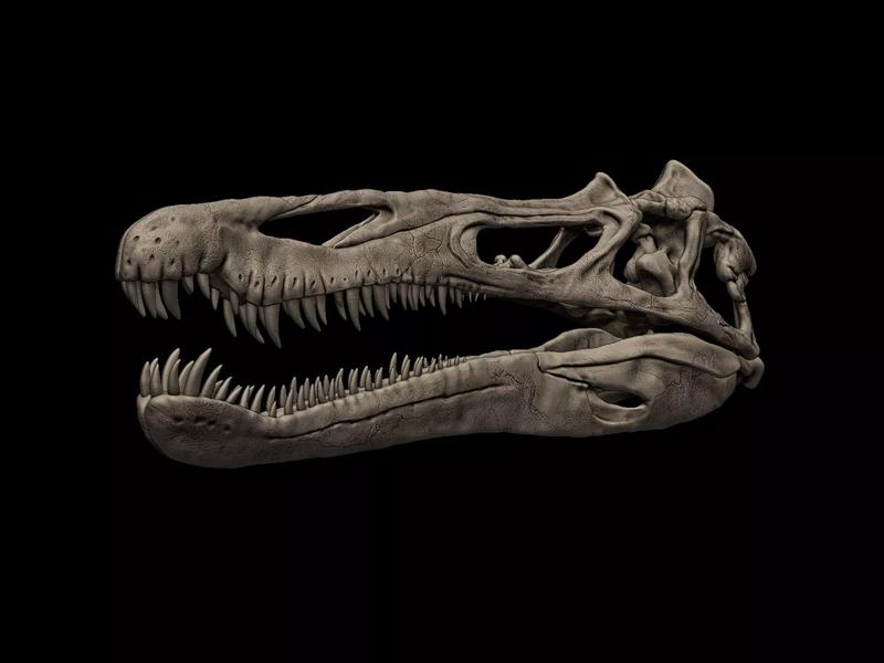 Suchomimus Skull
