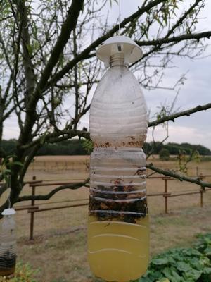 Asian hornet trap (bottle LAQUEUILLE)