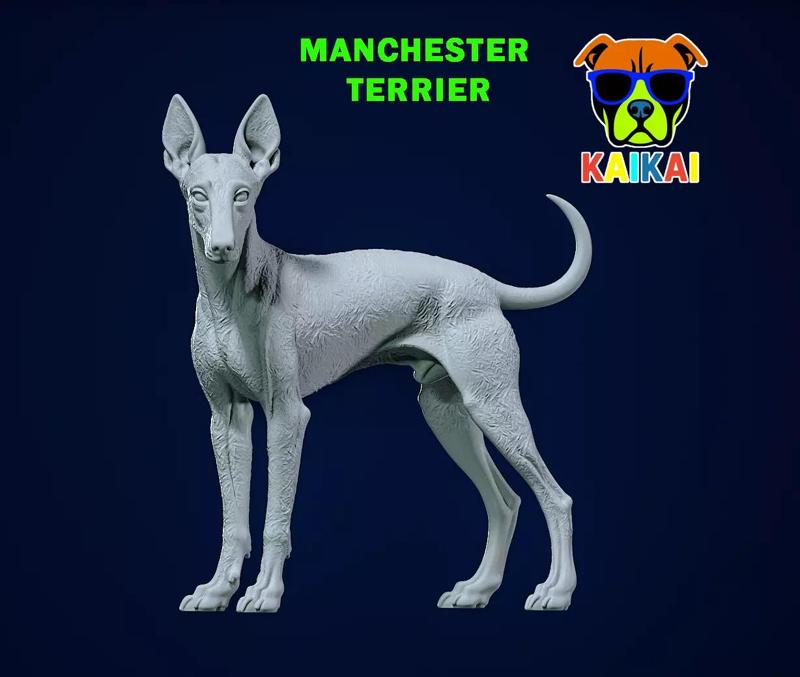 Manchester Terrier Dog model - 3D print