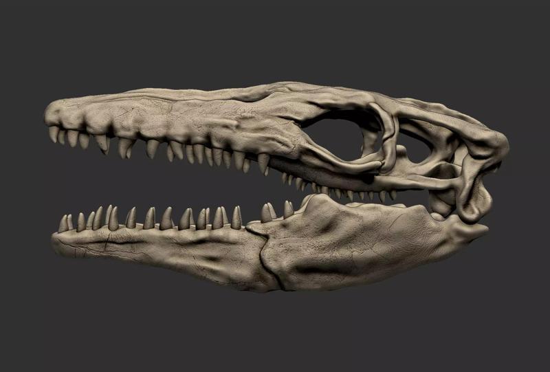 Mosasaurus Skull