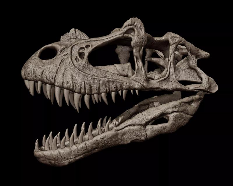 Ceratosaurus Skull
