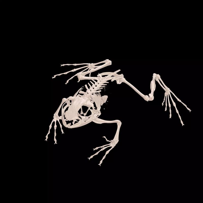 FROG RADIOGRAPHY SKELETON PELVIS SKULL BONE