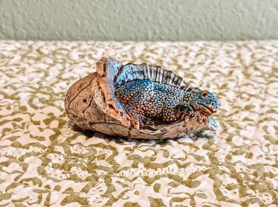 Baby Dimetrodon 3D Scan