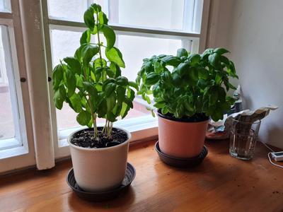 Self watering pot