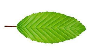 hornbeam leaf