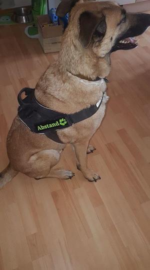 Klettschilder für Brustgeschirr z.B K9