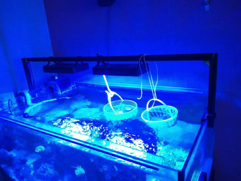 Spectra / Aquanest chinese reef light holder frame