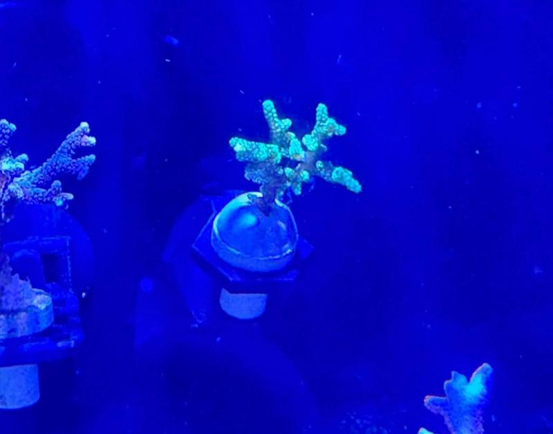 Single Rack Plug for Coral Frags