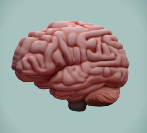 Brain