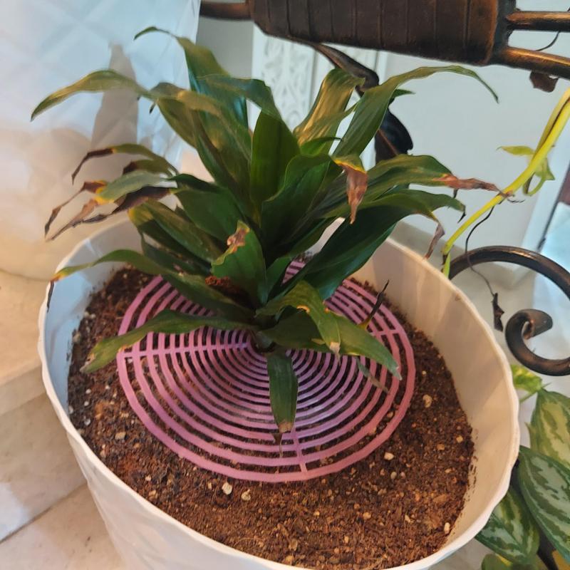 plant guard from animels and water splash