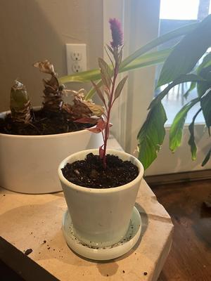 Plant Pot