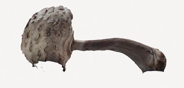 chlorophyllum molybdites